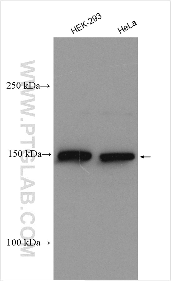 Western Blot (WB) analysis of various lysates using RPAP1 Polyclonal antibody (24116-1-AP)
