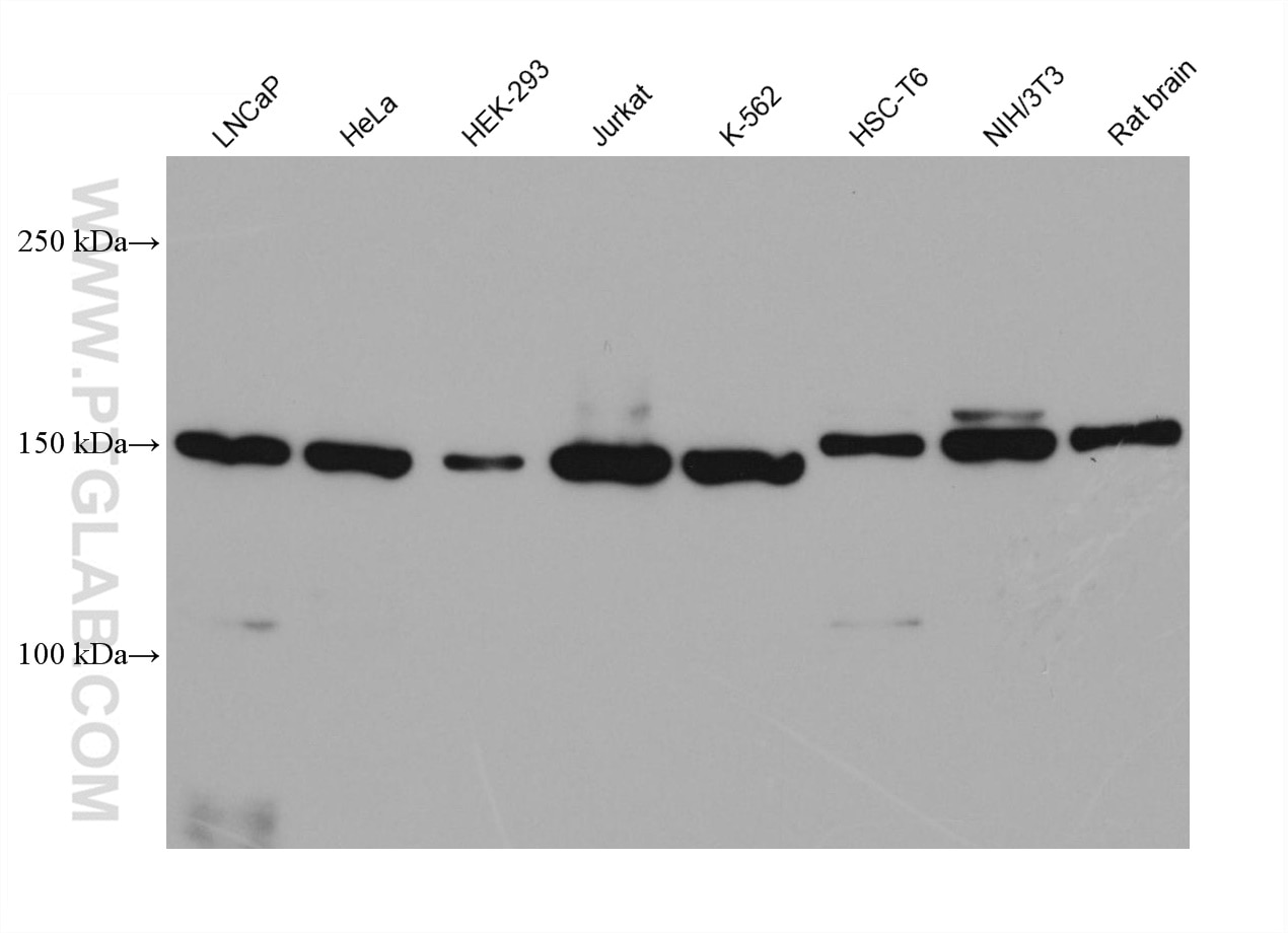 Western Blot (WB) analysis of various lysates using RPAP1 Monoclonal antibody (68193-1-Ig)