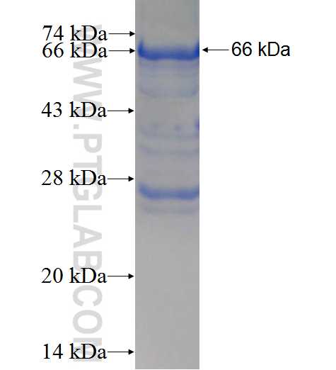 RPAP1 fusion protein Ag7286 SDS-PAGE
