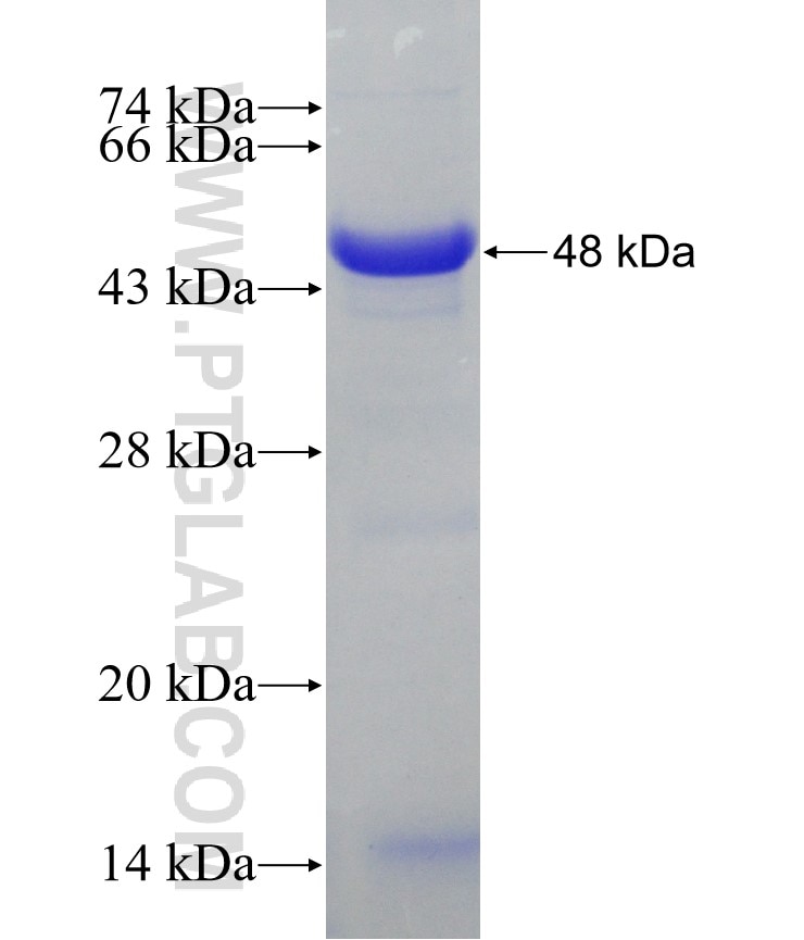 RPAP1 fusion protein Ag7856 SDS-PAGE