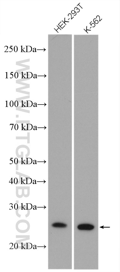 Western Blot (WB) analysis of HEK-293T cells using RPE Polyclonal antibody (12168-2-AP)