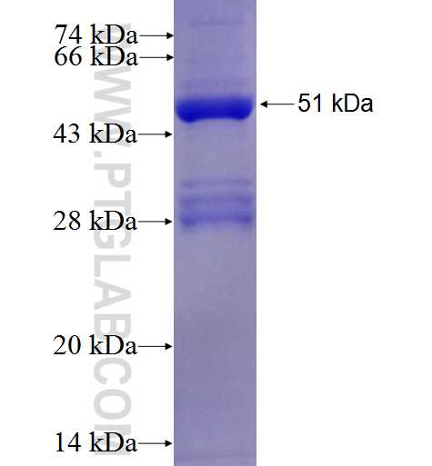 RPE fusion protein Ag2810 SDS-PAGE