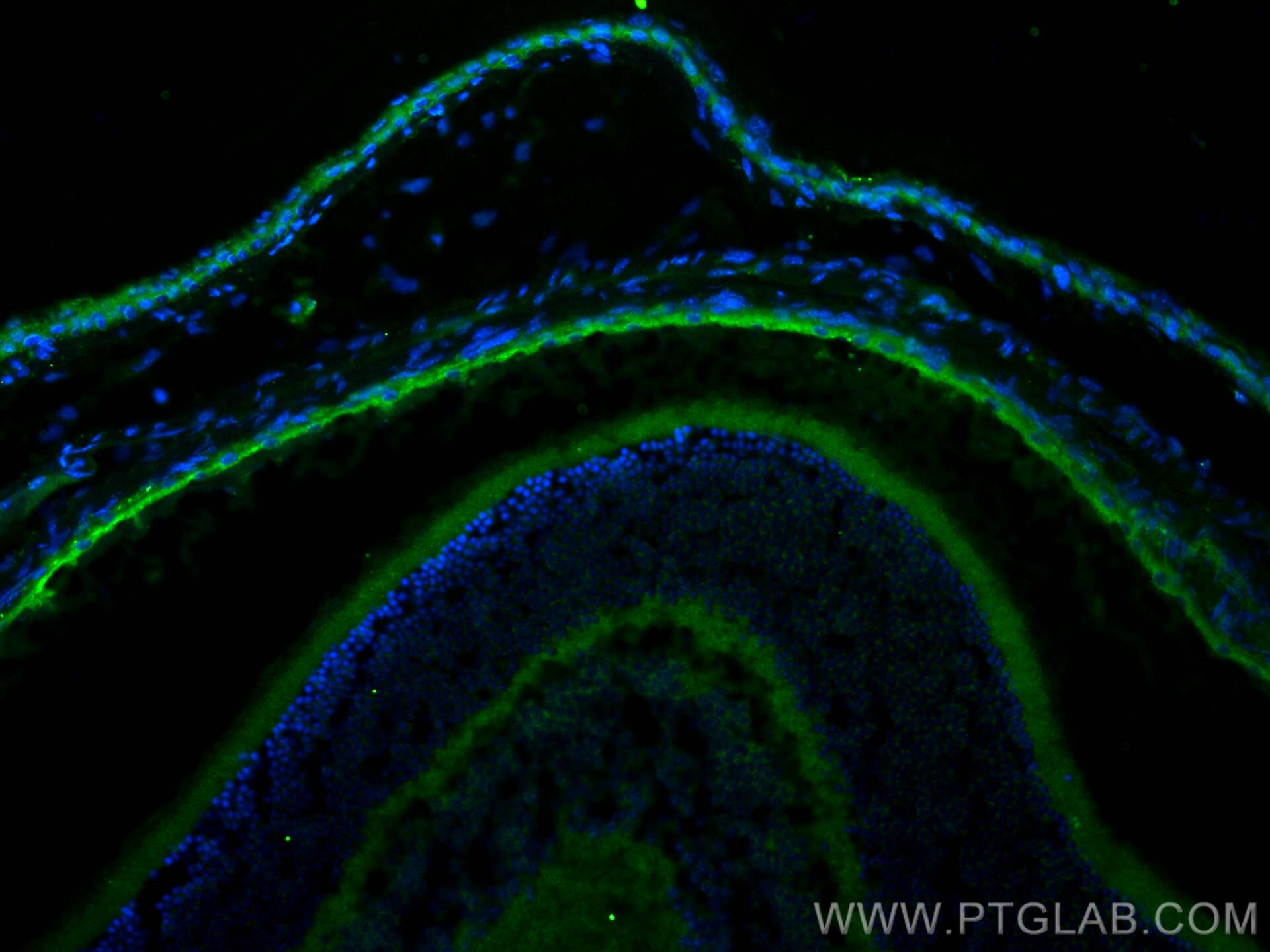 Immunofluorescence (IF) / fluorescent staining of mouse eye tissue using RPE65 Polyclonal antibody (17939-1-AP)