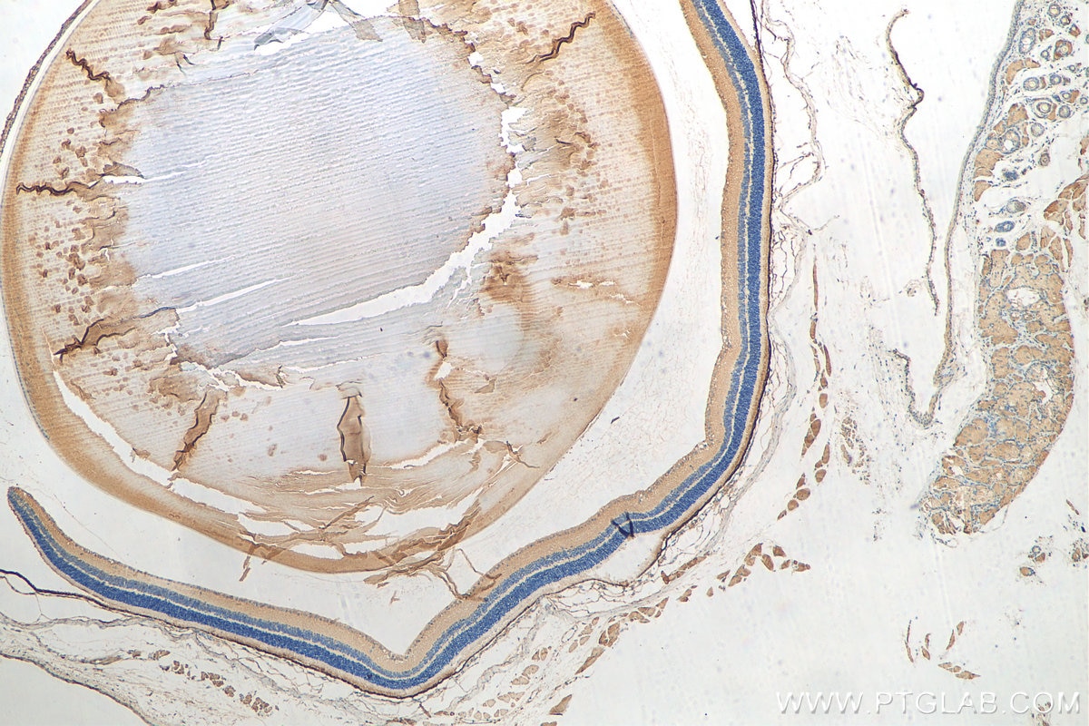 Immunohistochemistry (IHC) staining of mouse eye tissue using RPE65 Polyclonal antibody (17939-1-AP)