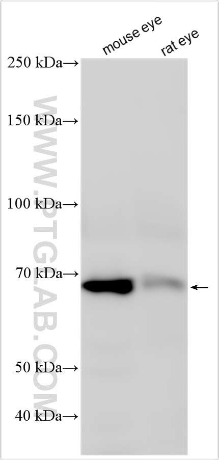 Western Blot (WB) analysis of various lysates using RPE65 Polyclonal antibody (17939-1-AP)