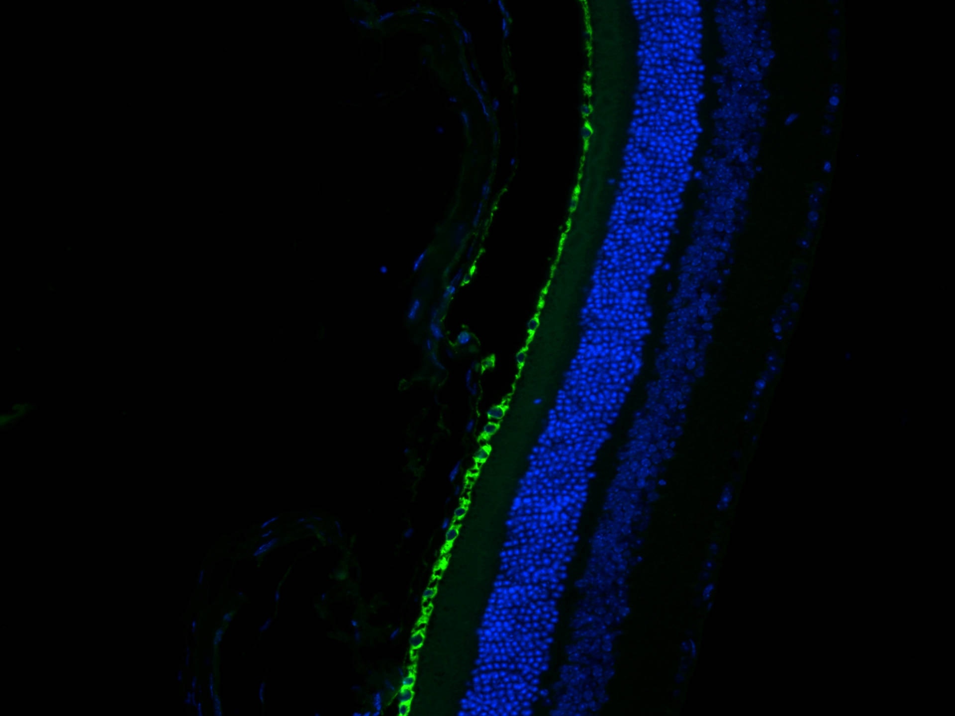 Immunofluorescence (IF) / fluorescent staining of mouse eye tissue using CoraLite® Plus 488-conjugated RPE65 Polyclonal ant (CL488-17939)