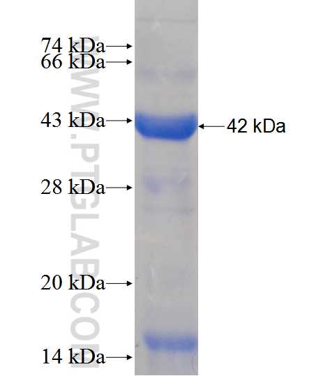 RPE65 fusion protein Ag12617 SDS-PAGE