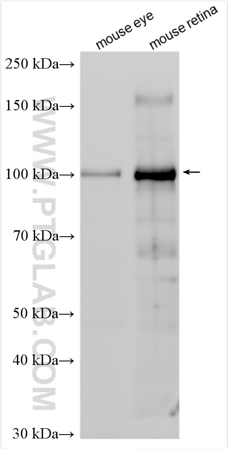 WB analysis using 16891-1-AP