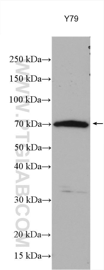 Western Blot (WB) analysis of various lysates using RPGRIP1 Polyclonal antibody (13214-1-AP)