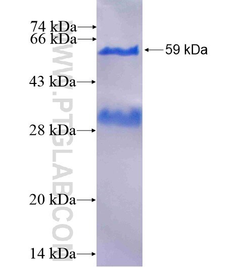 RPGRIP1 fusion protein Ag4089 SDS-PAGE