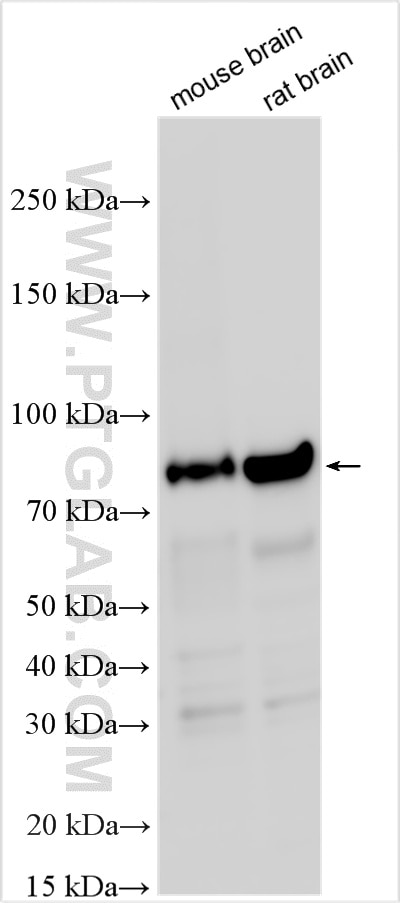 WB analysis using 11396-1-AP Western Blot (WB) analysis of various lysates using RPH3A Polyclonal antibody (11396-1-AP)