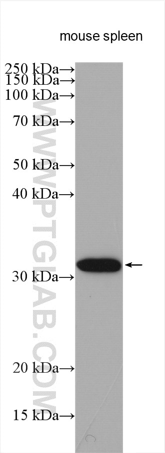 Western Blot (WB) analysis of various lysates using RPIA Polyclonal antibody (13010-1-AP)