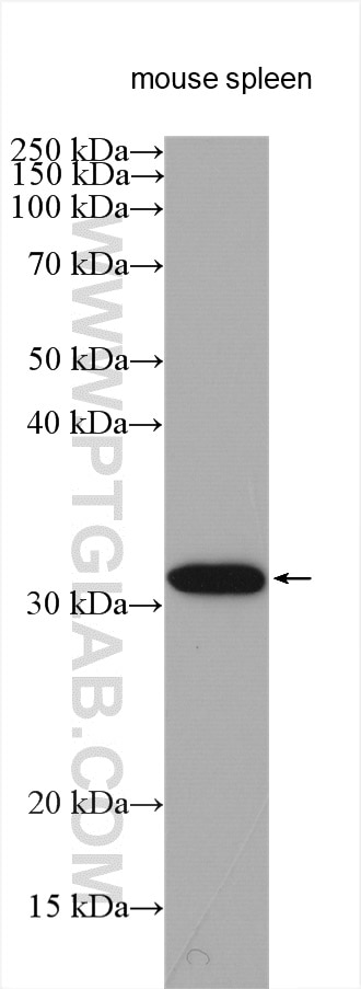 Western Blot (WB) analysis of various lysates using RPIA Polyclonal antibody (13010-1-AP)