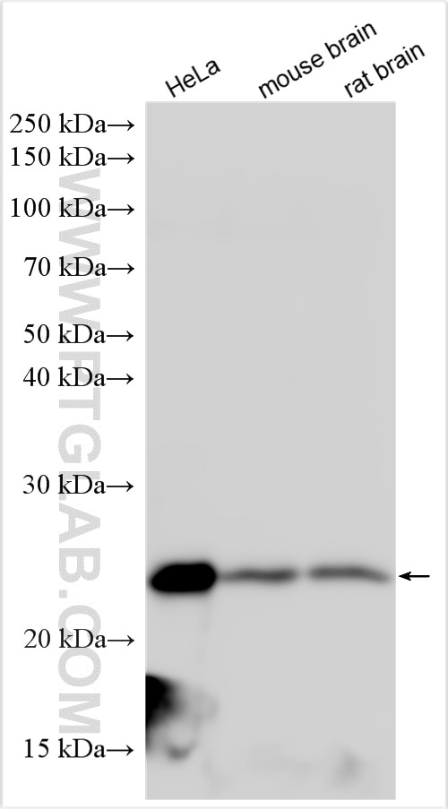 Western Blot (WB) analysis of various lysates using RPL10 Polyclonal antibody (17013-1-AP)