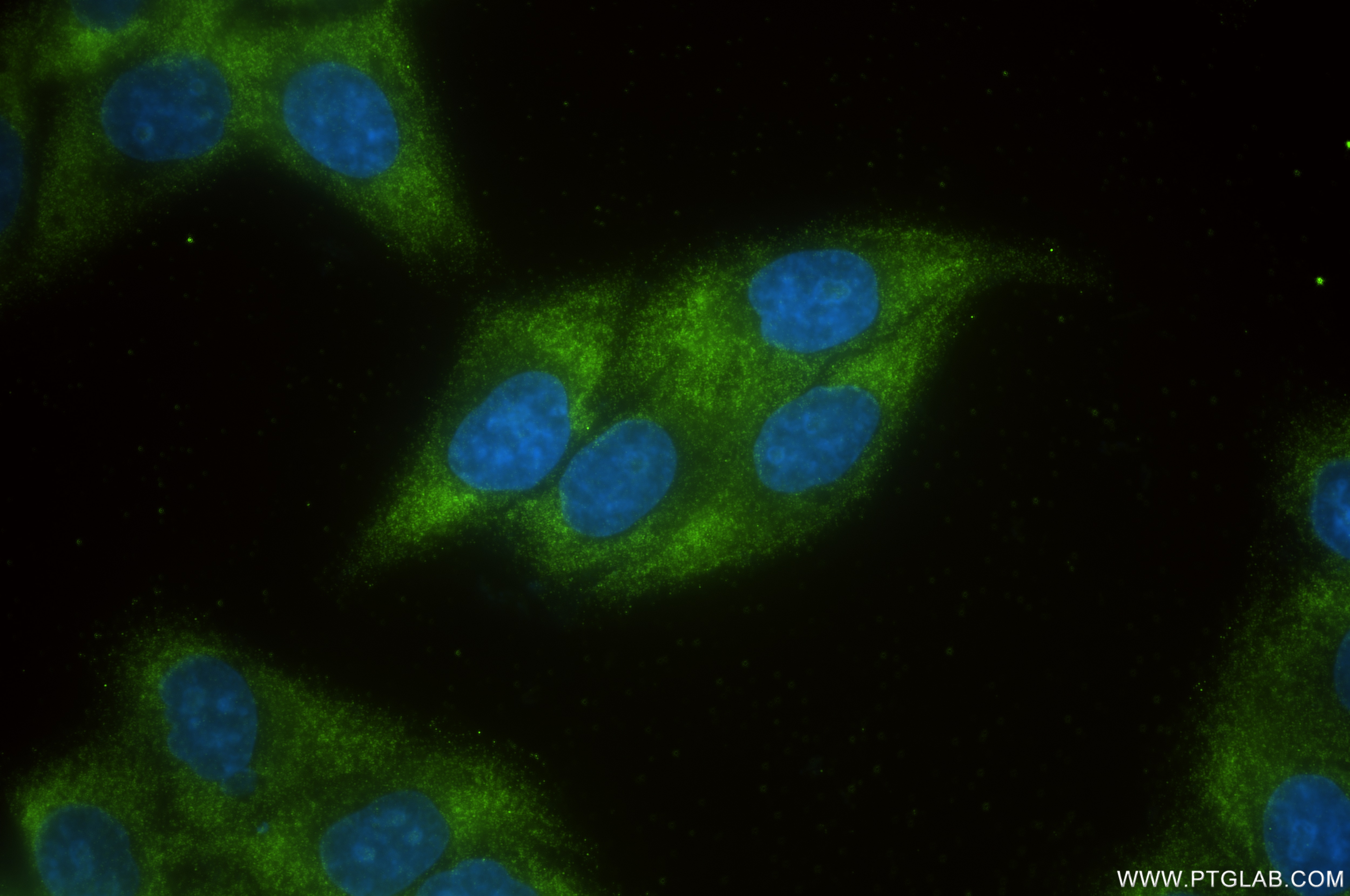 Immunofluorescence (IF) / fluorescent staining of HepG2 cells using RPL10A Recombinant antibody (85685-1-RR)