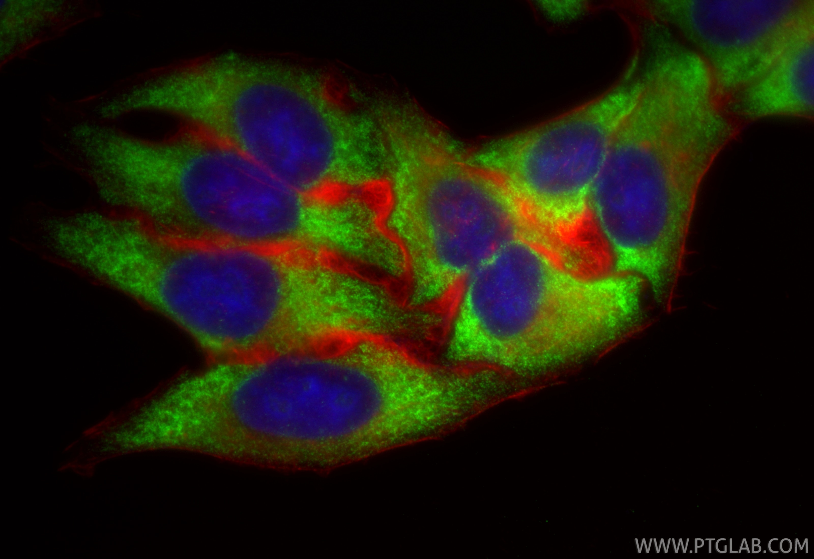 Immunofluorescent analysis of (-20°C Ethanol) fixed HepG2 cells using RPL10A antibody (85685-1-RR, Clone: 243031C10 ) at dilution of 1:1000 and CoraLite®488-Conjugated Goat Anti-Rabbit IgG(H+L) (SA00013-2), CL594-Phalloidin (red). Immunofluorescence (IF) / fluorescent staining of HepG2 cells using RPL10A Recombinant antibody (85685-1-RR)