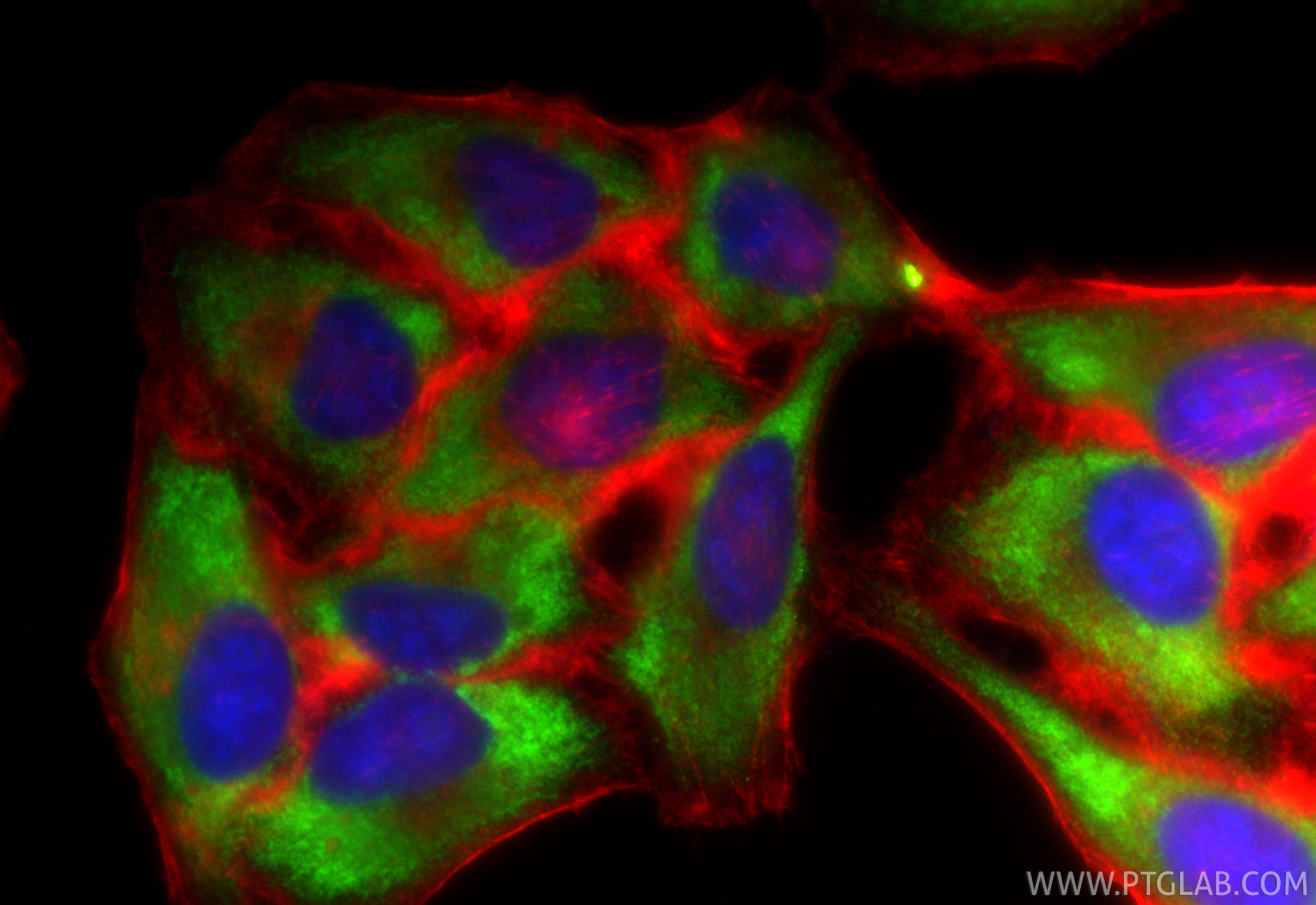 Immunofluorescence (IF) / fluorescent staining of HepG2 cells using CoraLite® Plus 488-conjugated RPL10A Recombinant a (CL488-85685)