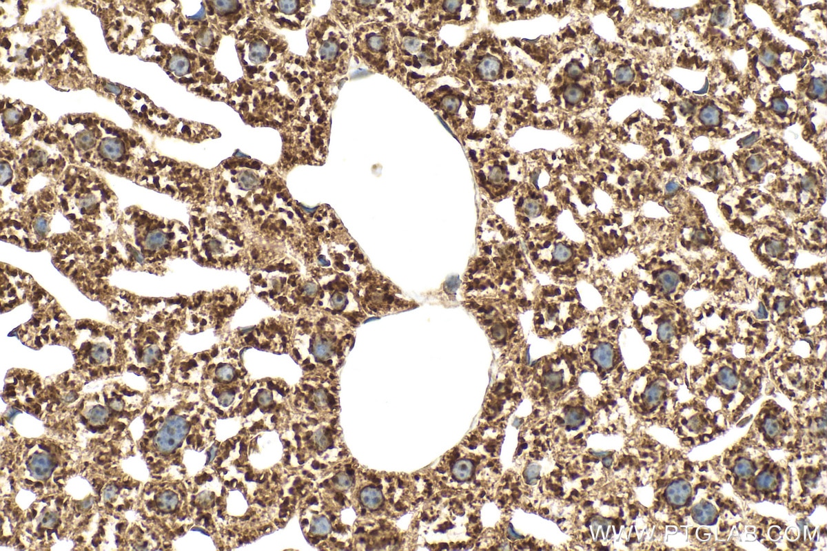 Immunohistochemistry (IHC) staining of mouse liver tissue using Multi-rAb® RPL10A Multi-Recombinant antibody (RMX00046)