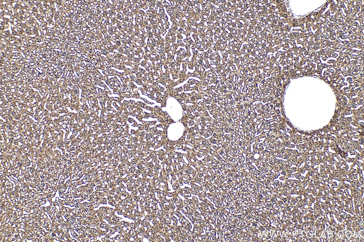 Immunohistochemistry (IHC) staining of mouse liver tissue using Multi-rAb® RPL10A Multi-Recombinant antibody (RMX00046)