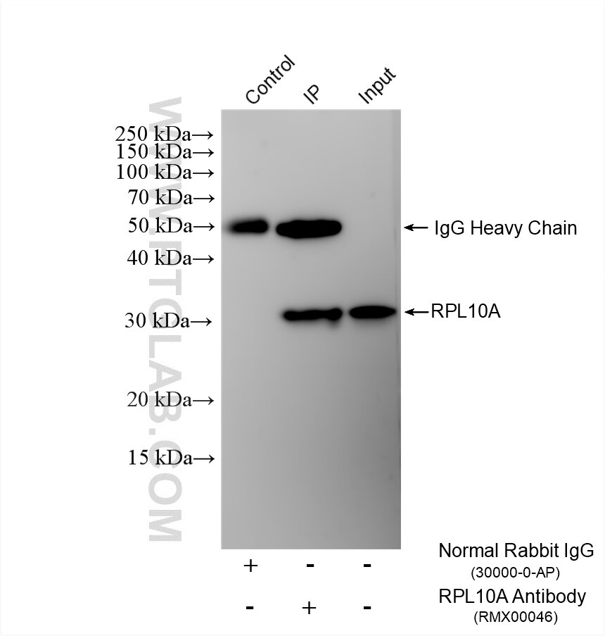 Immunoprecipitation (IP) experiment of HepG2 cells using Multi-rAb® RPL10A Multi-Recombinant antibody (RMX00046)