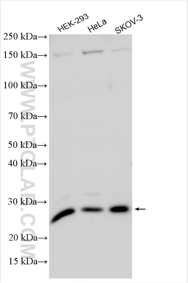 Western Blot (WB) analysis of various lysates using RPL10L Polyclonal antibody (16222-1-AP)