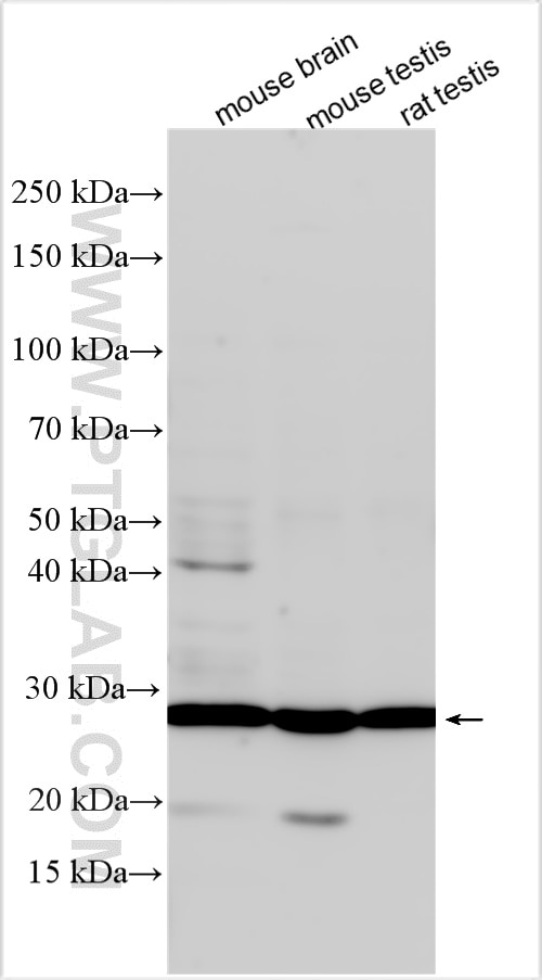 Western Blot (WB) analysis of various lysates using RPL10L Polyclonal antibody (16222-1-AP)