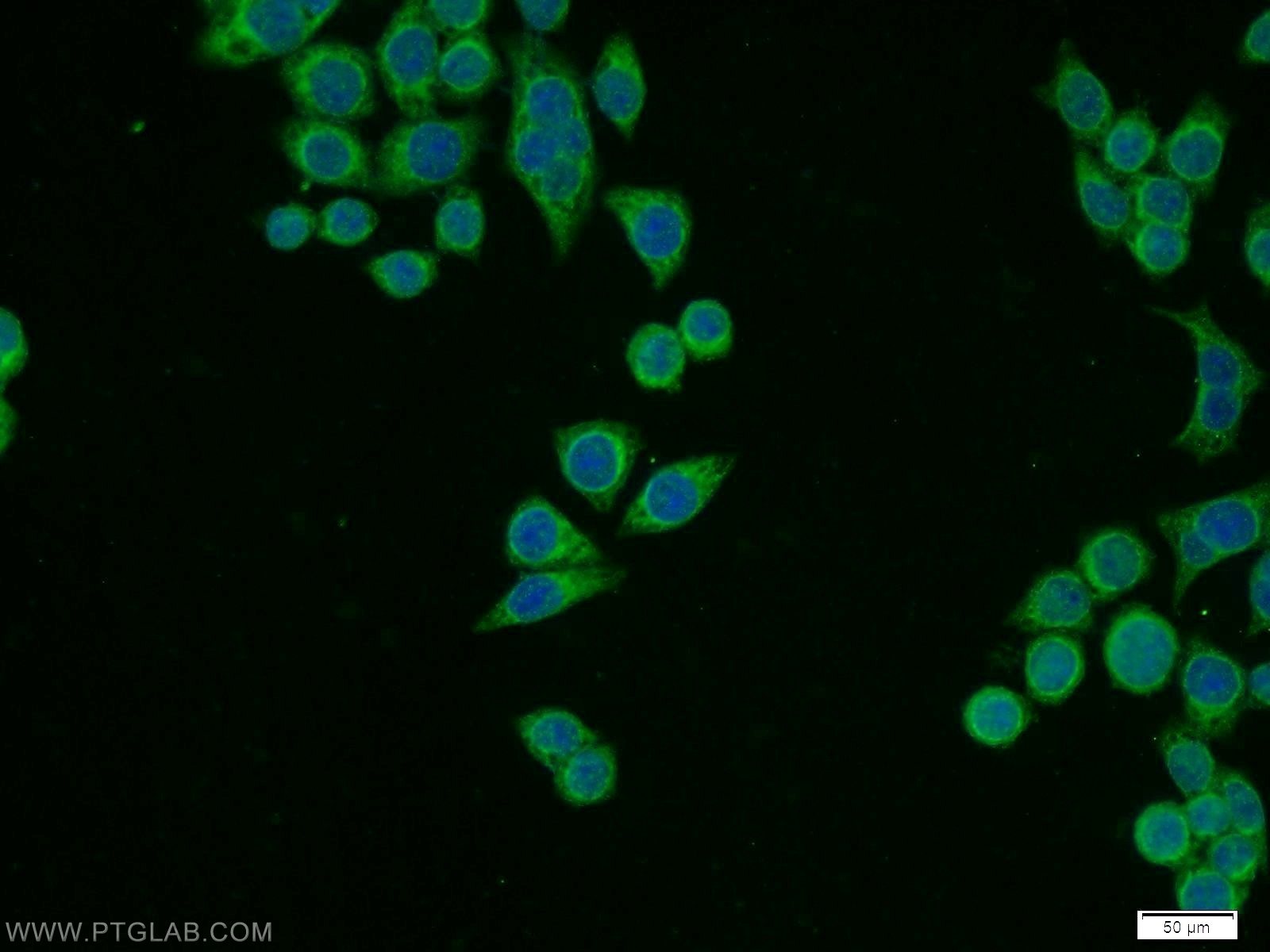 Immunofluorescence (IF) / fluorescent staining of BxPC-3 cells using RPL11 Polyclonal antibody (16277-1-AP)