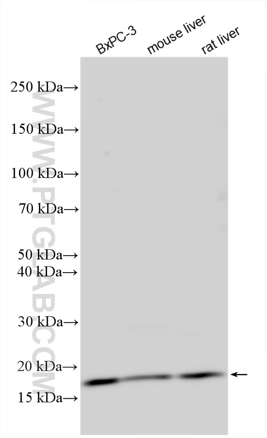 Various lysates were subjected to SDS PAGE followed by western blot with 16277-1-AP (RPL11 antibody) at dilution of 1:4000 incubated at room temperature for 1.5 hours. Western Blot (WB) analysis of various lysates using RPL11 Polyclonal antibody (16277-1-AP)