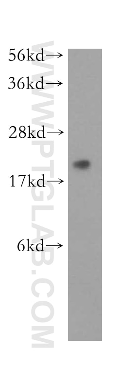Western Blot (WB) analysis of mouse lung tissue using RPL11 Polyclonal antibody (16277-1-AP)