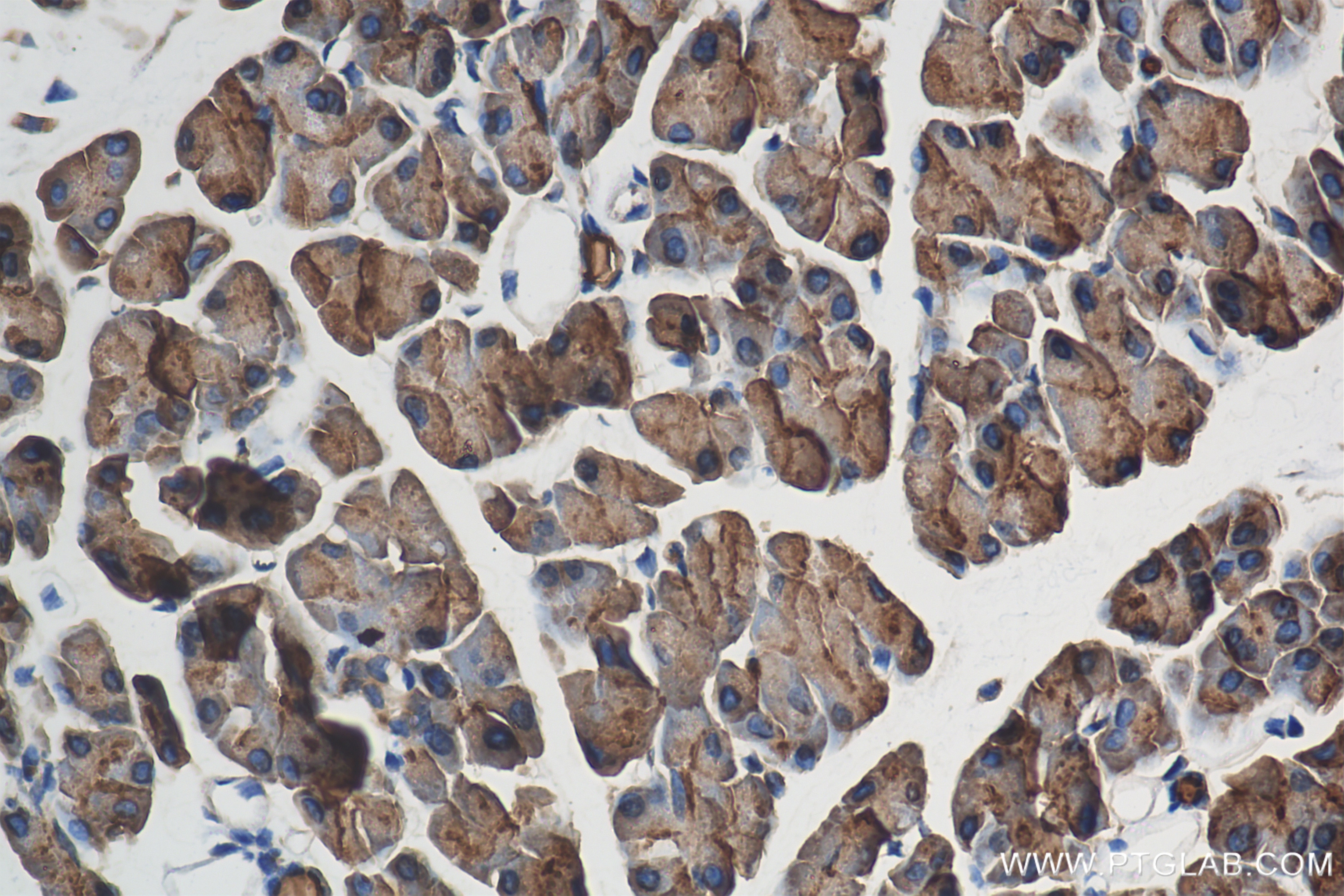 Immunohistochemistry (IHC) staining of mouse pancreas tissue using RPL11 Recombinant antibody (84670-3-RR)