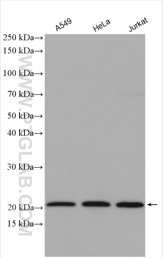 Western Blot (WB) analysis of various lysates using RPL12 Polyclonal antibody (14536-1-AP)