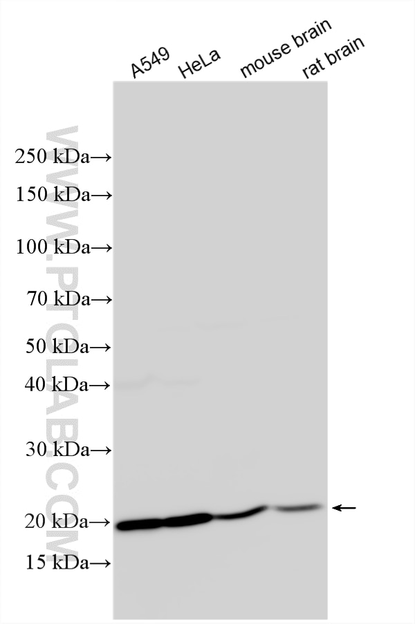 Western Blot (WB) analysis of various lysates using RPL12 Polyclonal antibody (14536-1-AP)