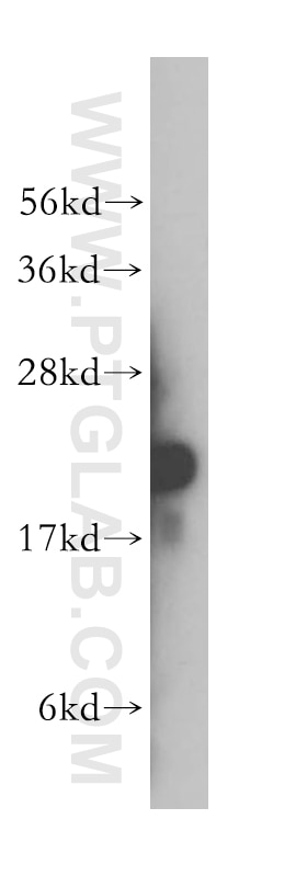 Western Blot (WB) analysis of A549 cells using RPL12 Polyclonal antibody (14536-1-AP)