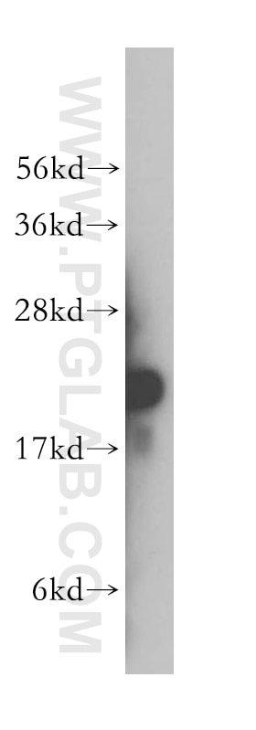 Western Blot (WB) analysis of A549 cells using RPL12 Polyclonal antibody (14536-1-AP)