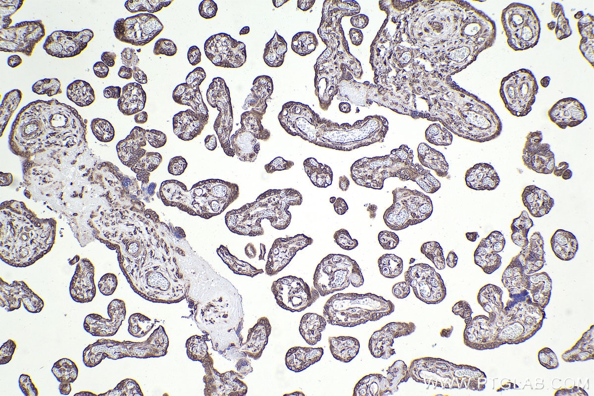 Immunohistochemistry (IHC) staining of human placenta tissue using RPL12 Monoclonal antibody (68110-1-Ig)
