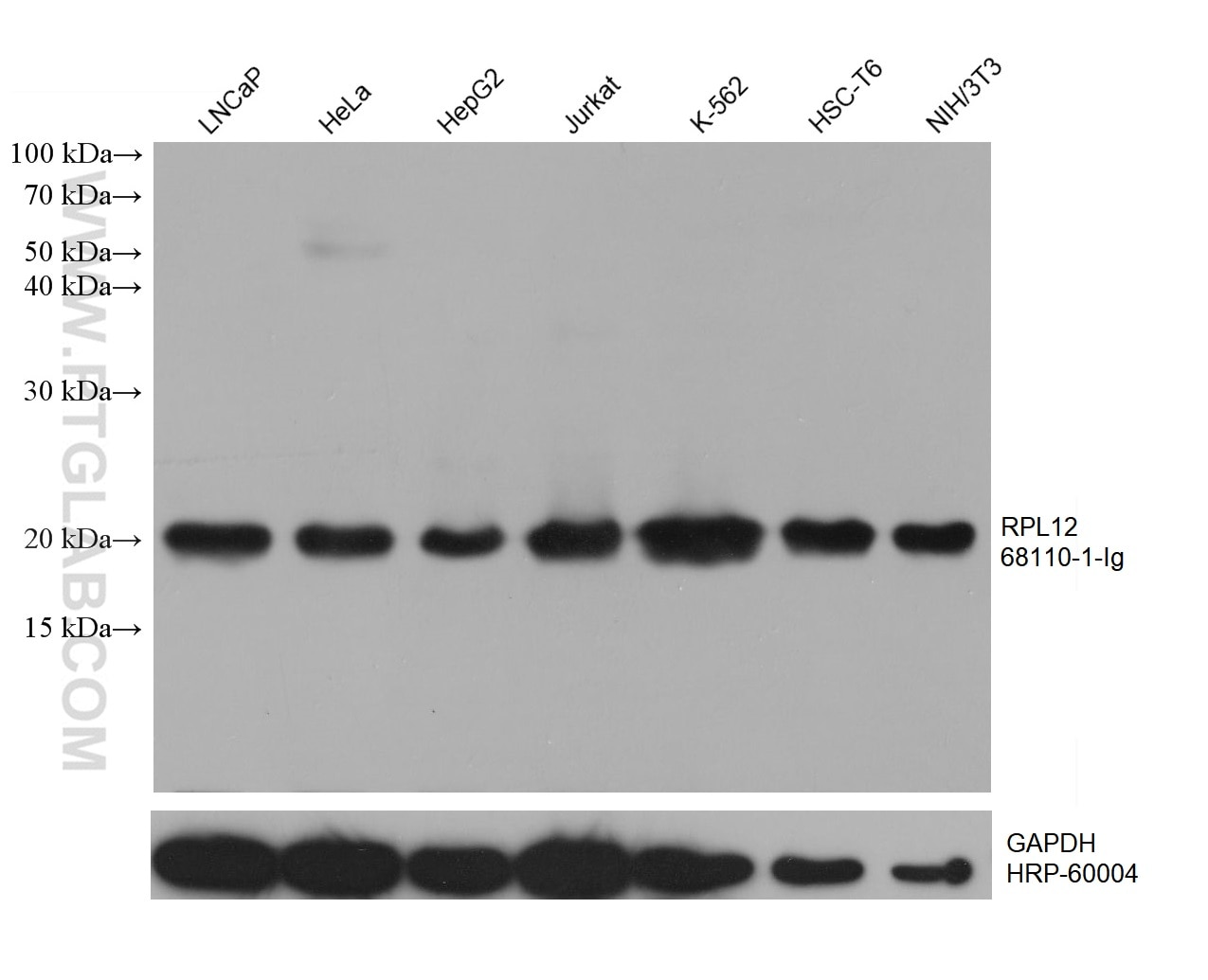 Western Blot (WB) analysis of various lysates using RPL12 Monoclonal antibody (68110-1-Ig)
