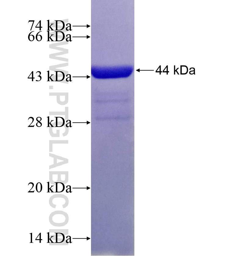 RPL12 fusion protein Ag6037 SDS-PAGE