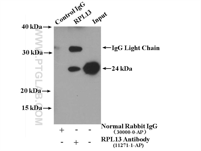 Immunoprecipitation (IP) experiment of HeLa cells using RPL13 Polyclonal antibody (11271-1-AP)