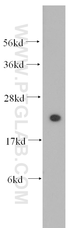 Western Blot (WB) analysis of HeLa cells using RPL13 Polyclonal antibody (11271-1-AP)