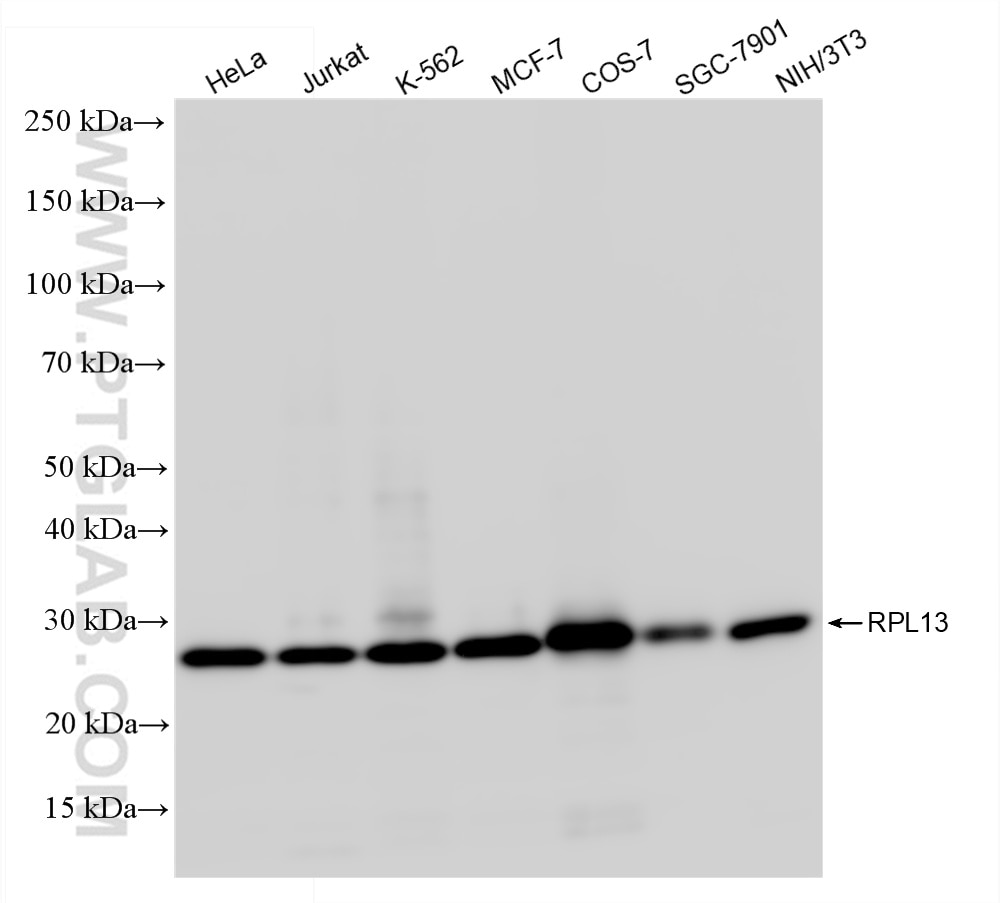 Western Blot (WB) analysis of various lysates using RPL13 Recombinant antibody (86205-2-RR)