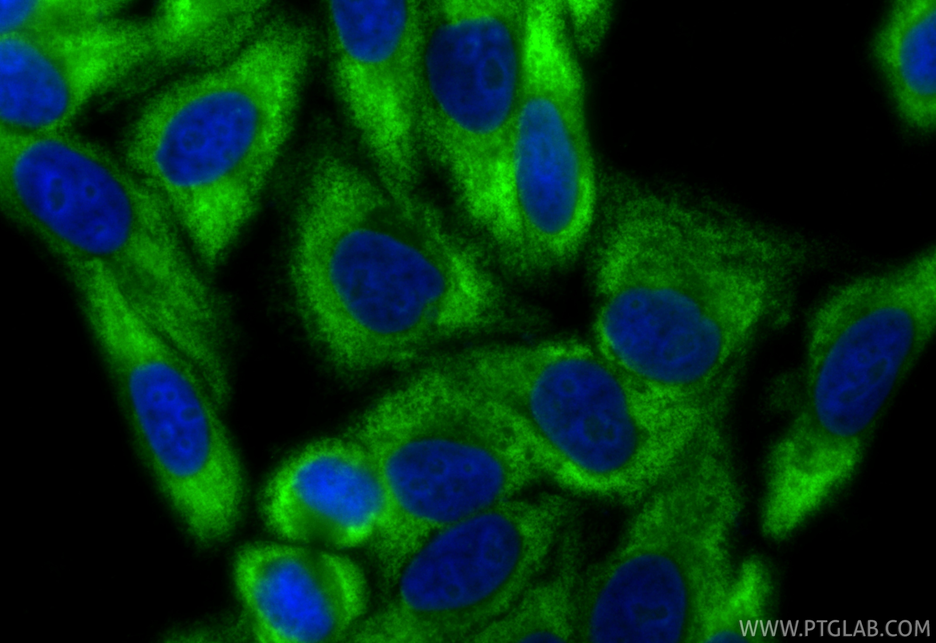 Immunofluorescence (IF) / fluorescent staining of HepG2 cells using CoraLite® Plus 488-conjugated RPL13 Recombinant mo (CL488-86205-2)