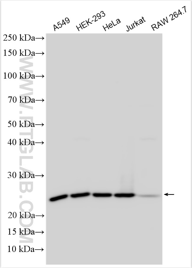 Western Blot (WB) analysis of various lysates using RPL13A Polyclonal antibody (14633-1-AP)