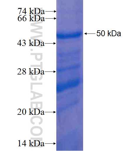 RPL13A fusion protein Ag6212 SDS-PAGE