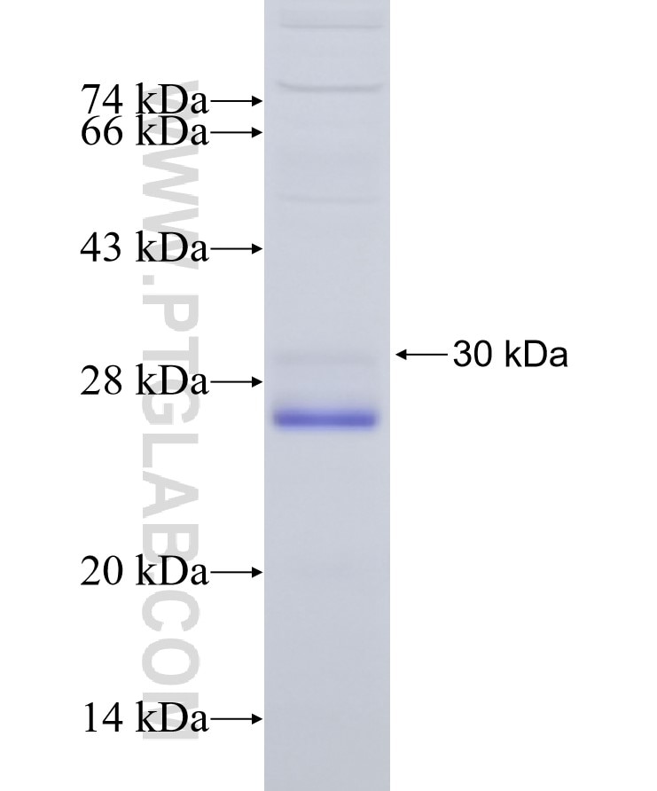 RPL13A fusion protein Ag6321 SDS-PAGE