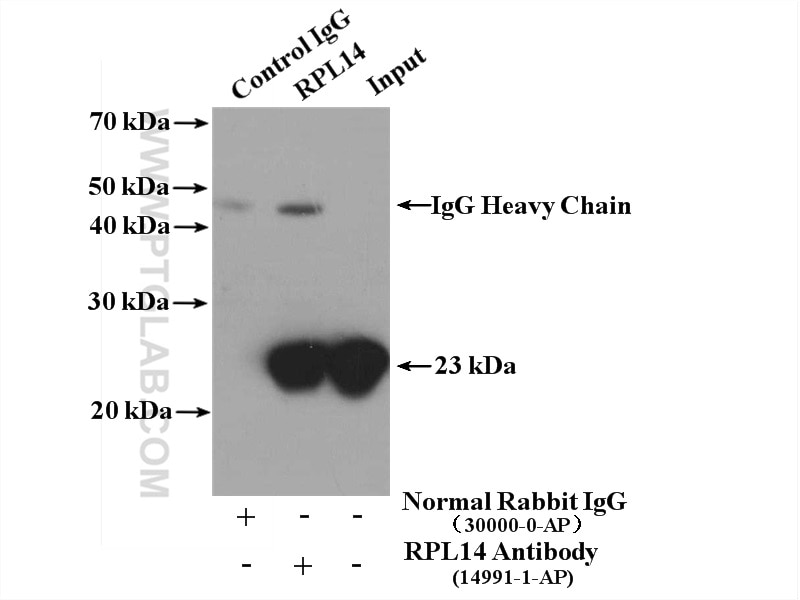 Immunoprecipitation (IP) experiment of mouse liver tissue using RPL14 Polyclonal antibody (14991-1-AP)