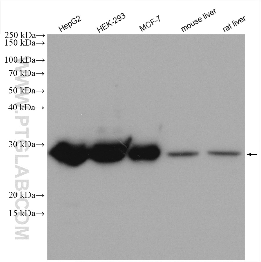 Western Blot (WB) analysis of various lysates using RPL14 Polyclonal antibody (14991-1-AP)
