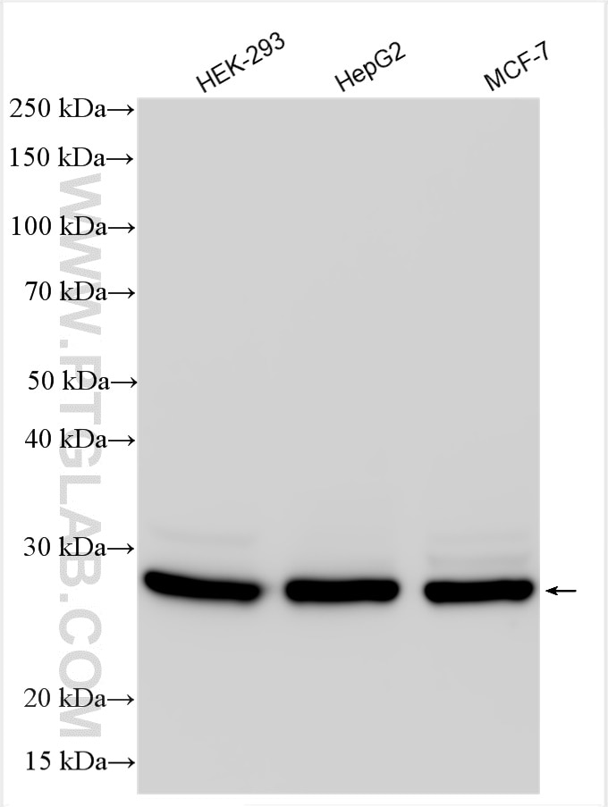 Western Blot (WB) analysis of various lysates using RPL14 Polyclonal antibody (14991-1-AP)