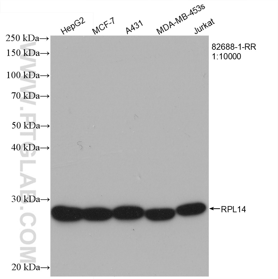 Western Blot (WB) analysis of various lysates using RPL14 Recombinant antibody (82688-1-RR)