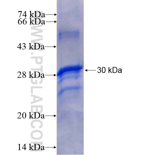 RPL14 fusion protein Ag7240 SDS-PAGE