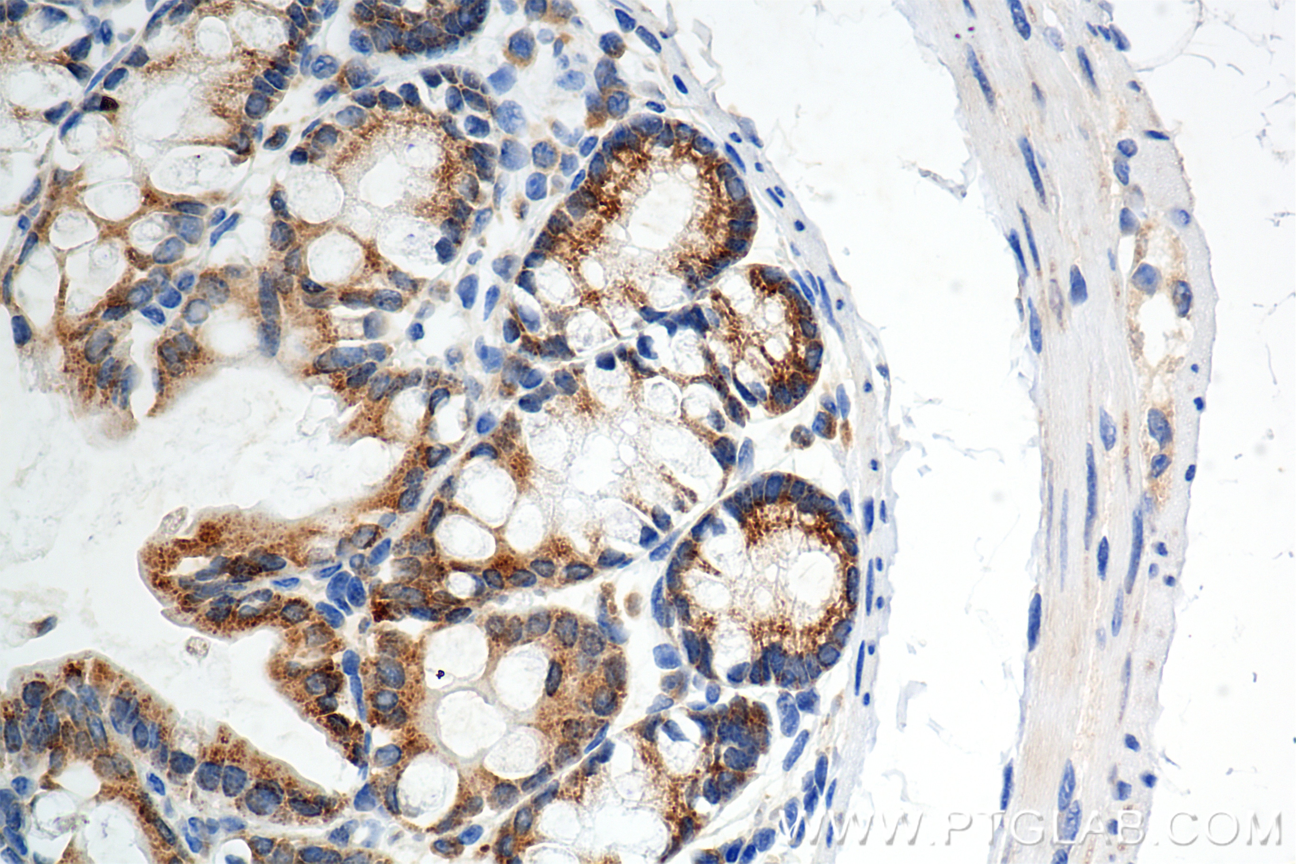 Immunohistochemistry (IHC) staining of mouse colon tissue using RPL15 Recombinant antibody (84900-1-RR)
